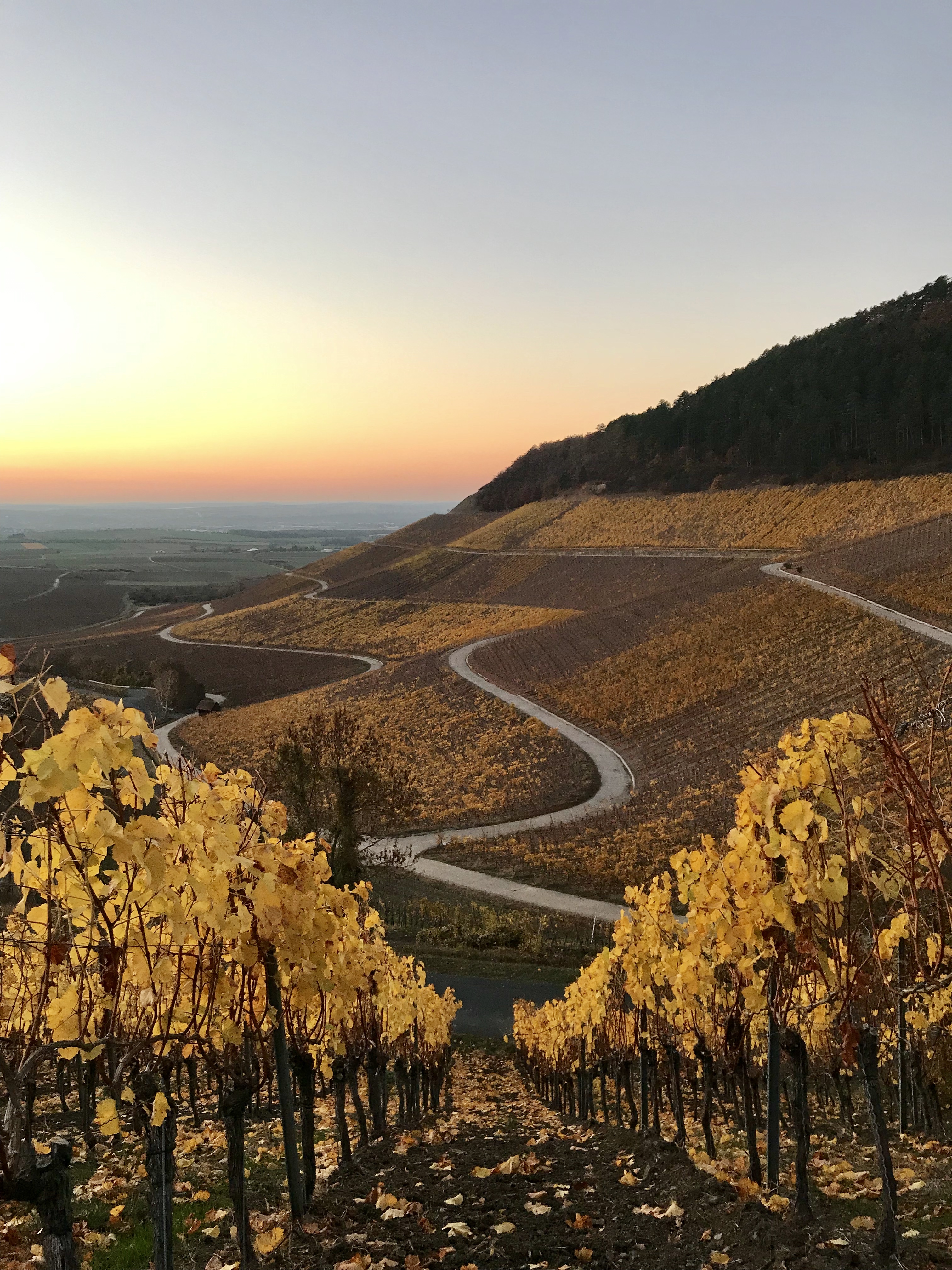 Schwanberg Weinberg